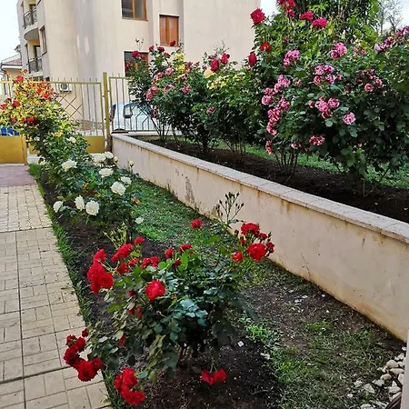 Daire Todorovi Süzebolu